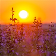 Sunrise over a field with flowering sage (salvia officinalis)