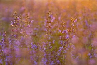 Field with flowering sage (salvia officinalis)