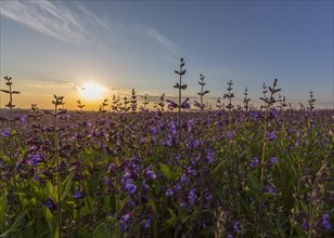 Field with flowering sage (salvia officinalis)