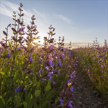 Sunrise above field with flowering sage (salvia officinalis)