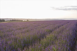 Field with flowering sage (salvia officinalis)