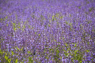 Field with flowering sage (salvia officinalis)