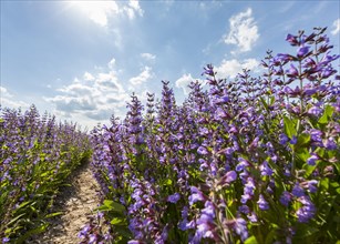 Field with flowering sage (salvia officinalis)