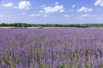 Field with flowering sage (salvia officinalis)