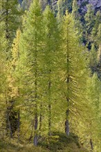 Larches (Larix)