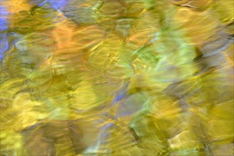 Reflection of treetops with autumn leaves on a wavy water surface
