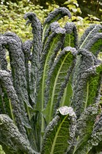 Wild cabbage (Brassica oleracea)