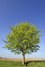 Maple (Acer)