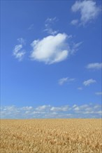 Barley field (Hordeum vulgare) in front of blue sky with cumulus clouds (Cumulus)