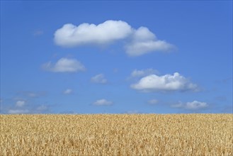 Barley field (Hordeum vulgare) in front of blue sky with cumulus clouds (Cumulus)