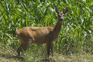 Roe deer (Capreolus capreolus) in front of a corn field