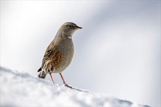 Alpine Accentor (Prunella collaris)