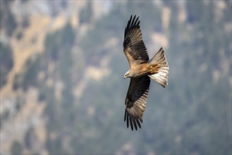 Black kite (Milvus migrans) flies in front of a wooded mountain slope