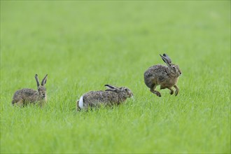 Three European hares (Lepus europaeus) in a meadow