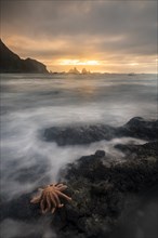 Reef starfish (Stichaster australis) on rocky coast
