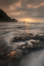 Reef starfish (Stichaster australis) on rocky coast