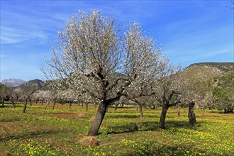 Blossoming almond trees on a plantation in Alaro