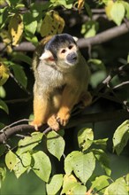 Squirrel monkeys (Saimiri sciureus) in the tree
