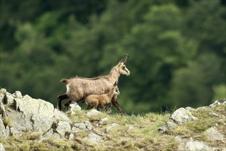 Alpine chamois (Rupicapra rupicapra)