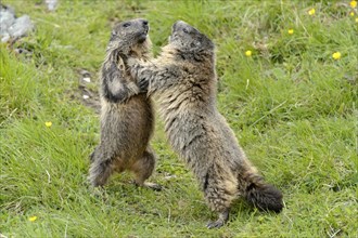 Alpine marmots (Marmota marmota) fighting