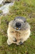 Marmot (Marmota Marmoto)