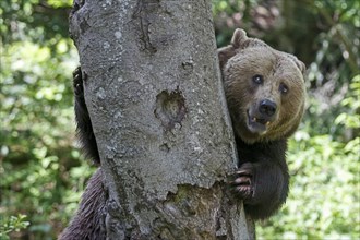 Brown bear (Ursus arctos)