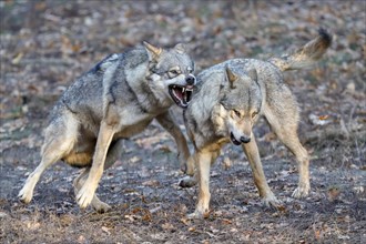European Gray wolves (canis lupus) fight