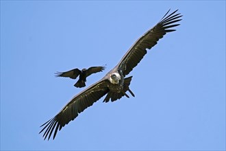 Griffon vulture (Gyps fulvus) is attacked in flight by Carrion crow (Corvus corone corone)