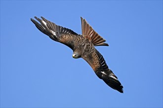 Red kite (Milvus milvus) flying
