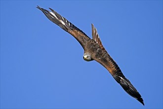 Red kite (Milvus milvus) flying