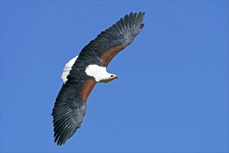 African fish eagle (Haliaeetus vocifer) flying