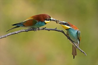 Two bee-eaters (Merops apiaster) sit on a branch and hand over prey as a bridal gift