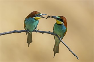 Two European bee-eaters (Merops apiaster)