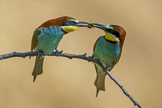 Two bee-eaters (Merops apiaster)