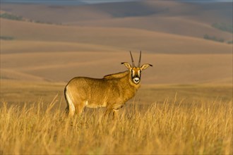 Roan antelope (Hippotragus equinus)
