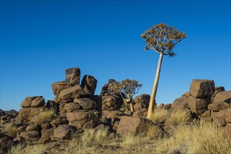 Quiver tree (Aloe dichotoma) between bizarre rock formations