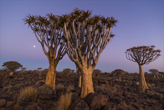 Quiver tree forest (Aloe dichotoma) at sunset