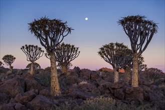 Quiver tree forest (Aloe dichotoma) at sunset