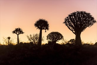 Quiver tree forest (Aloe dichotoma)