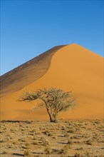 Camelthorn tree (Acacia erioloba) before the giant sanddune Dune 45