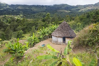Traditional reed hut with banana plants around in the mountains of Maubisse