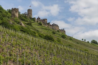 Vines on Alkener Burgberg with Burg Thurant