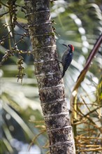 Acorn Woodpecker (Melanerpes formicivorus) with Palm