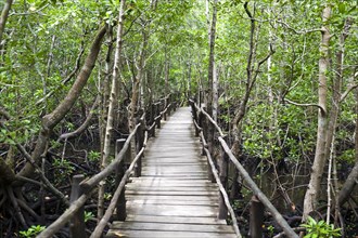 Wooden footbridge through mangroves (Rhizophora)