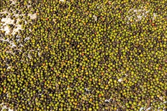 Coffee fruits are laid out for drying