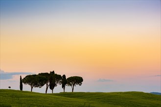 Tuscan landscape with cluster of trees