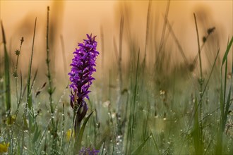 Broad-leaved marsh orchid (Dactylorhiza majalis) in a meadow in the back light in the early morning at sunrise