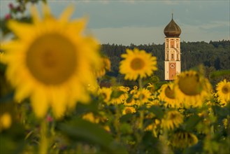 Parish Church of the Assumption of the Virgin Mary with sunflower field