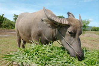 Water buffaloÂ orÂ domestic Asian water buffaloÂ  (Bubalus bubalis) eating grass