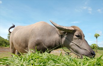 Water buffaloÂ orÂ domestic Asian water buffaloÂ  (Bubalus bubalis) eating grass